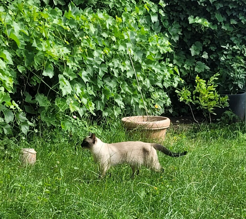 Thai Katze mit typischem muskulösen Körperbau im Garten.