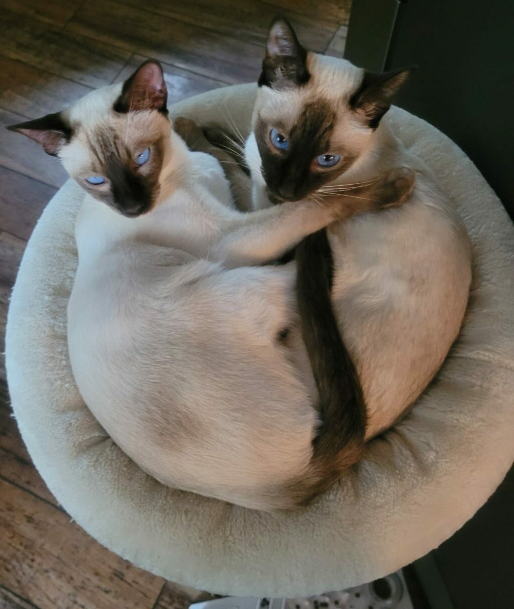 Mehr über den Artikel erfahren Kurzsteckbrief Thaikatze