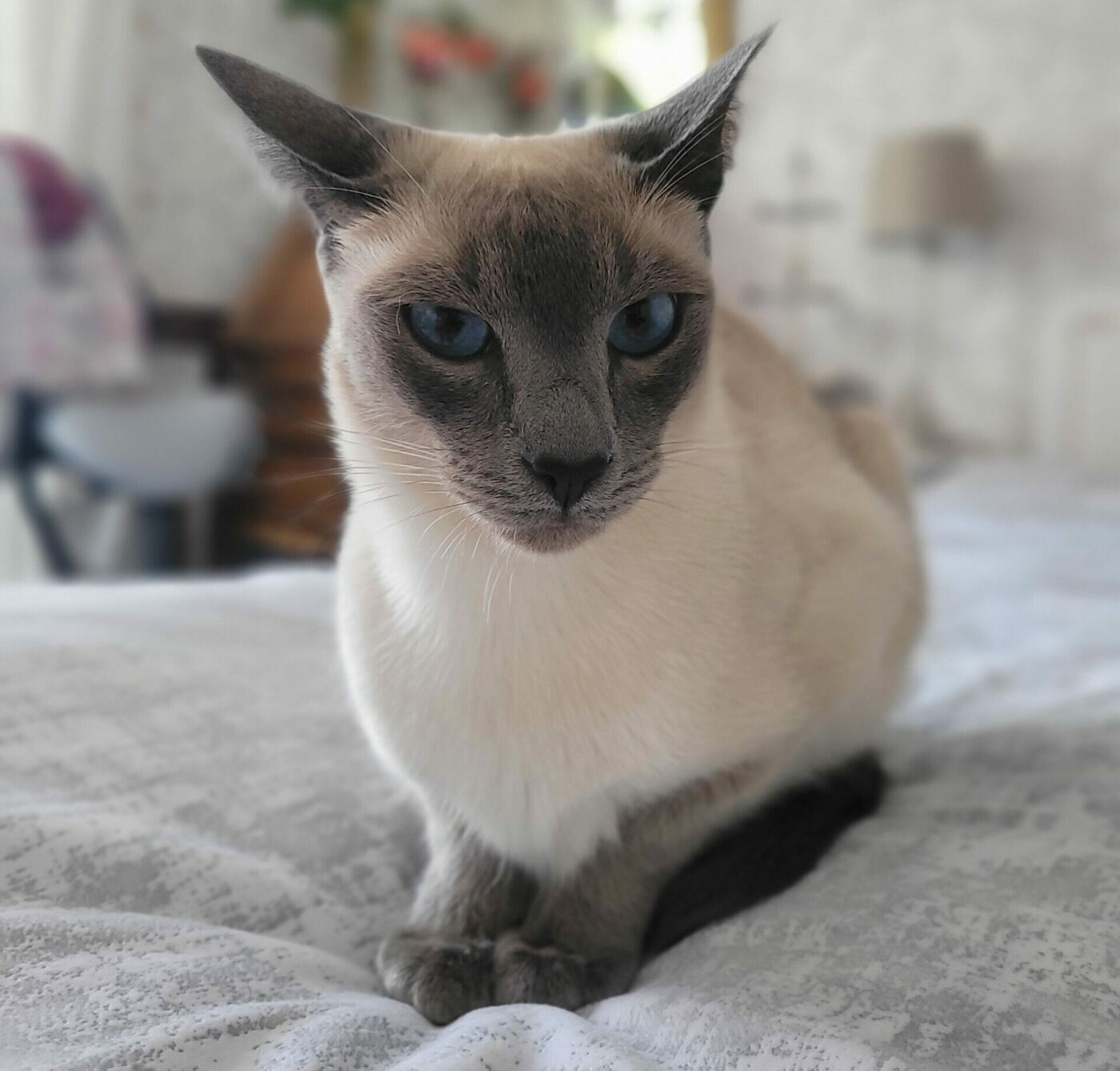 Thai Katzen Züchter Thai Cattery Magnificent Blue