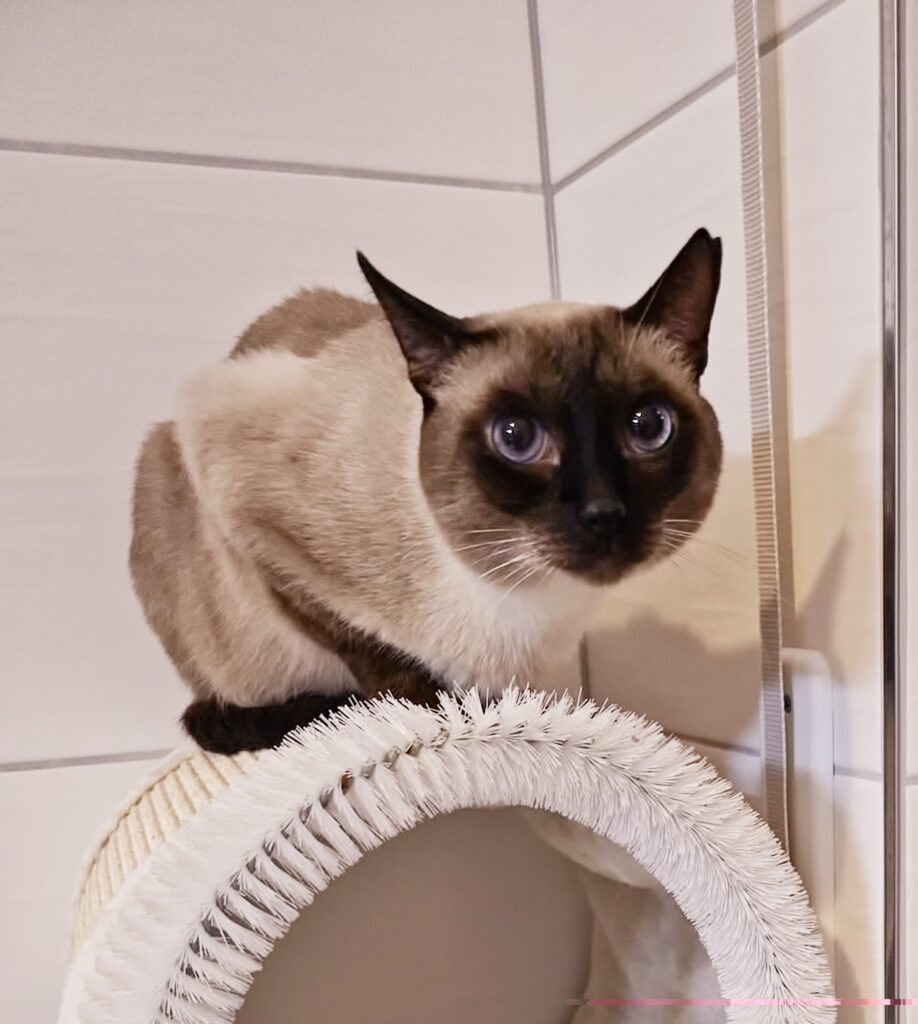 Thai Katzen Hobbyzucht - Cattery Magnificent Blue