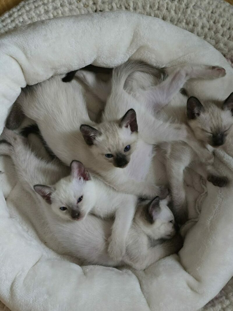 Mehrere Thai Kitten aus Zucht in Augsburg – Thaikatzen kaufen mit Herz