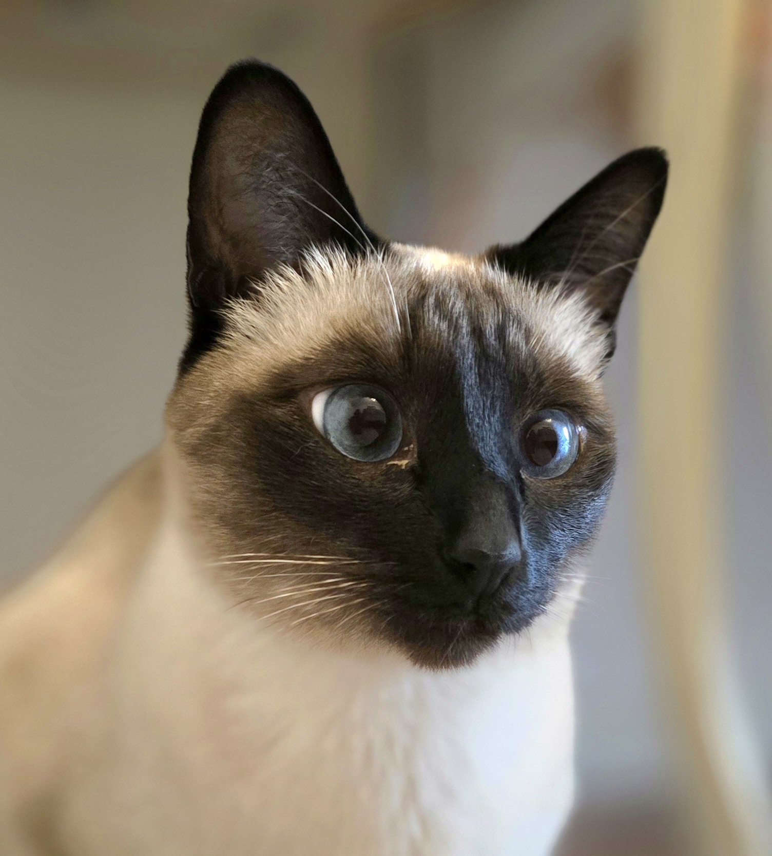 Unsere Zuchtkatze Bella als Detailaufnahme