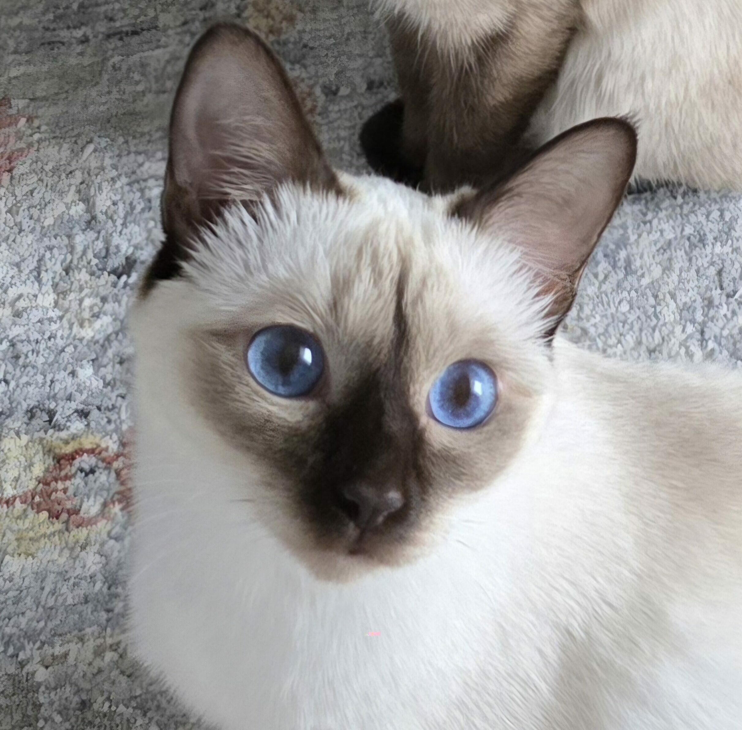 Unsere Zuchtkatze Fiona Celi als Detailaufnahme