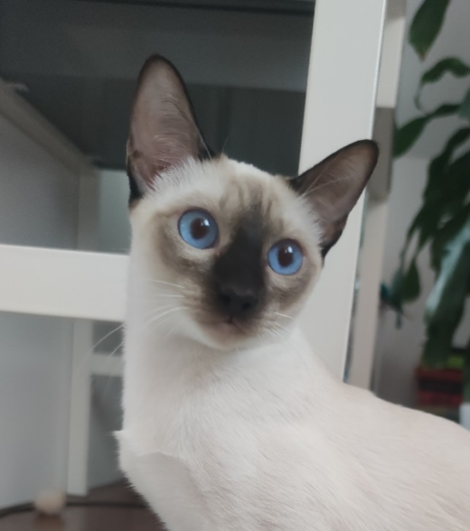 Thai Katzen oder Siamkatze