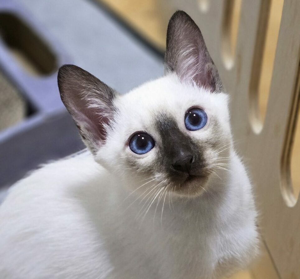 Thai Katzen Siam Kitten Magnificent Blue