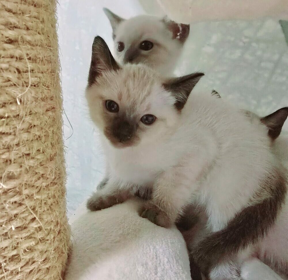 Thai Katzen Hobbyzucht - Cattery Magnificent Blue
