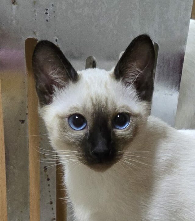 Thai Katzen Siam Kitten Magnificent Blue