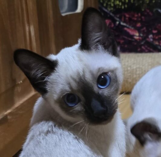 Thai Katzen Siam Magnificent Blue