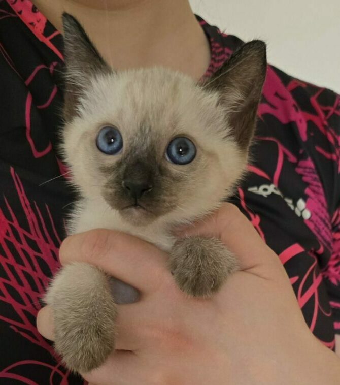Mehr über den Artikel erfahren Thai Katze – Charakter, Haltung & Besonderheiten der eleganten Siam-Verwandten