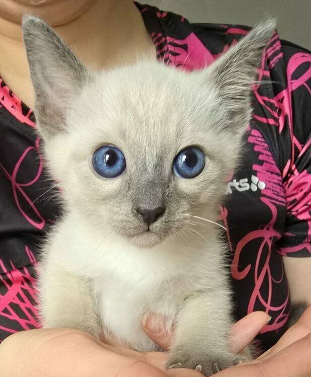 Thai Katzen Hobbyzucht - Cattery Magnificent Blue