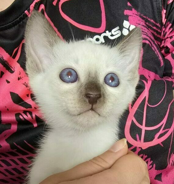 Thai Katzen Hobbyzucht - Cattery Magnificent Blue