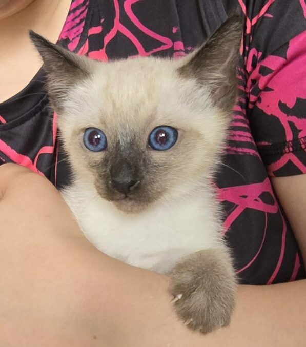 Thai Katzen Hobbyzucht - Cattery Magnificent Blue