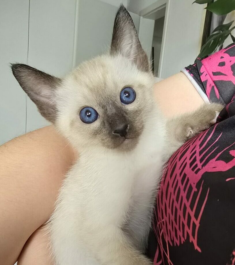 Thai Katze Thaikatze Bayern Cattery Magnificent Blue