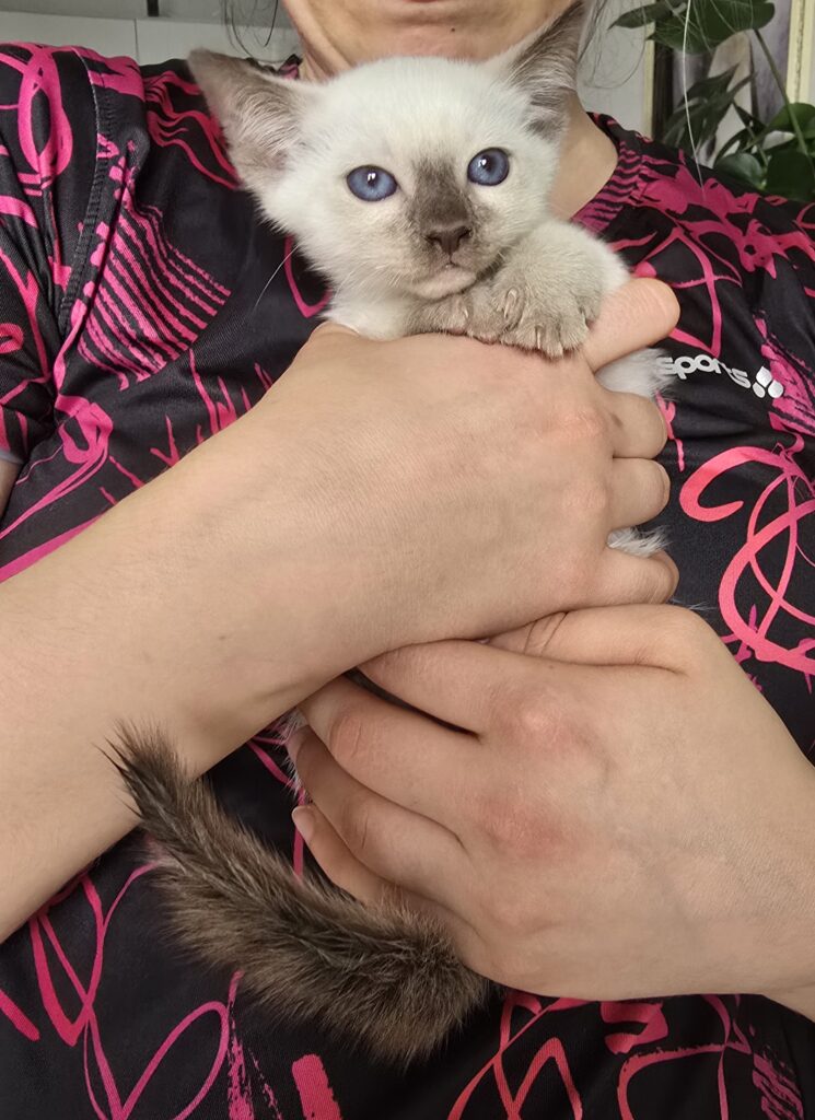 Thai Katzen Hobbyzucht - Cattery Magnificent Blue