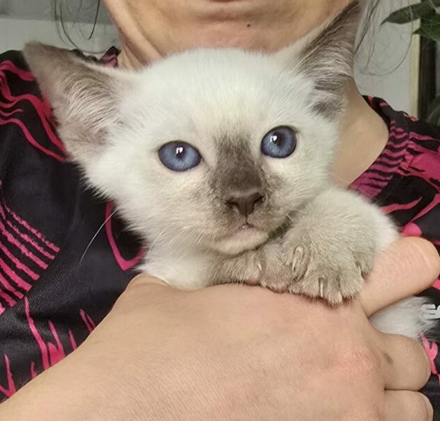 Thai Katzen Hobbyzucht - Cattery Magnificent Blue