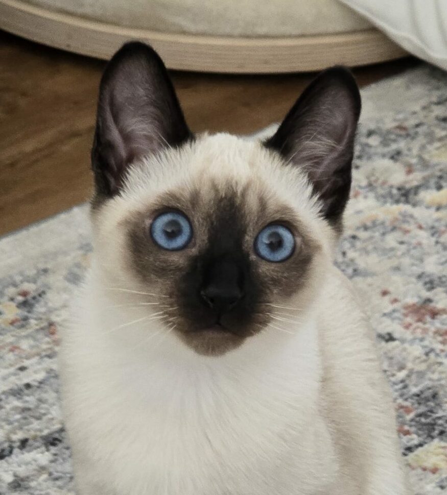 Thai Katzen Siam Kitten Magnificent Blue