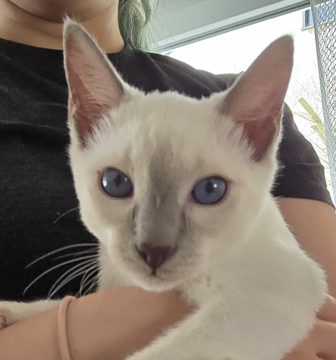 Thai Katzen Siam Kitten Magnificent Blue