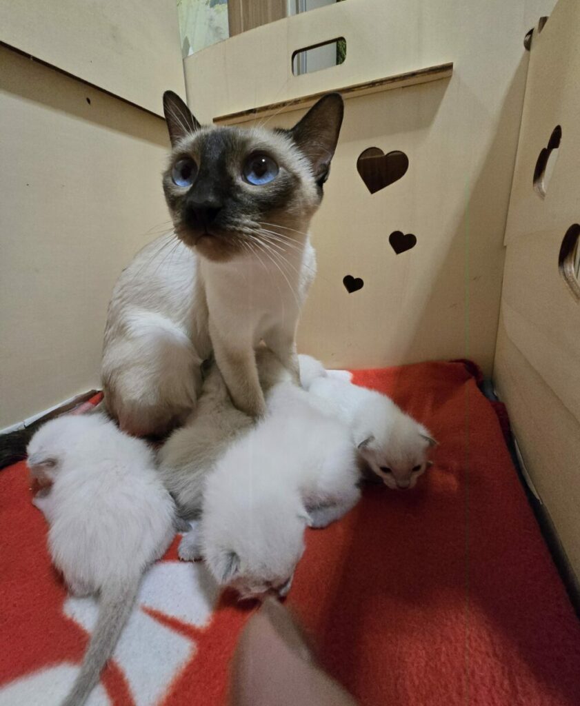 Kätzchen kaufen, Thaikatze, Siamkatze