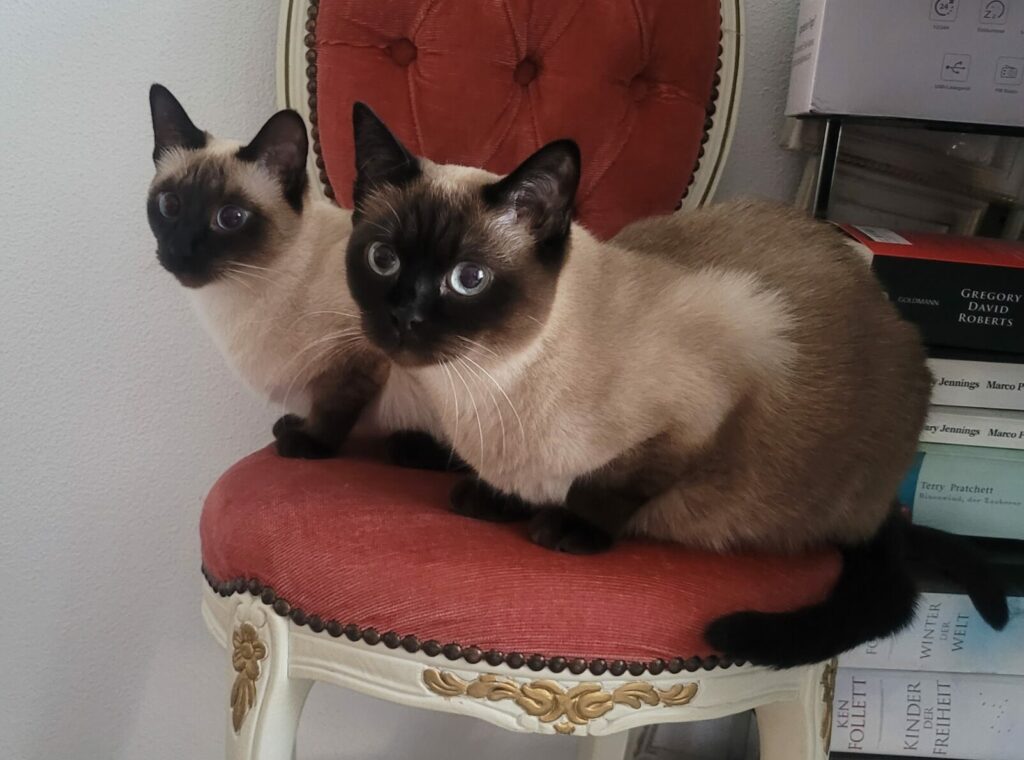 Thaikatze Thai Katze Siamkatze Kätzchen kaufen