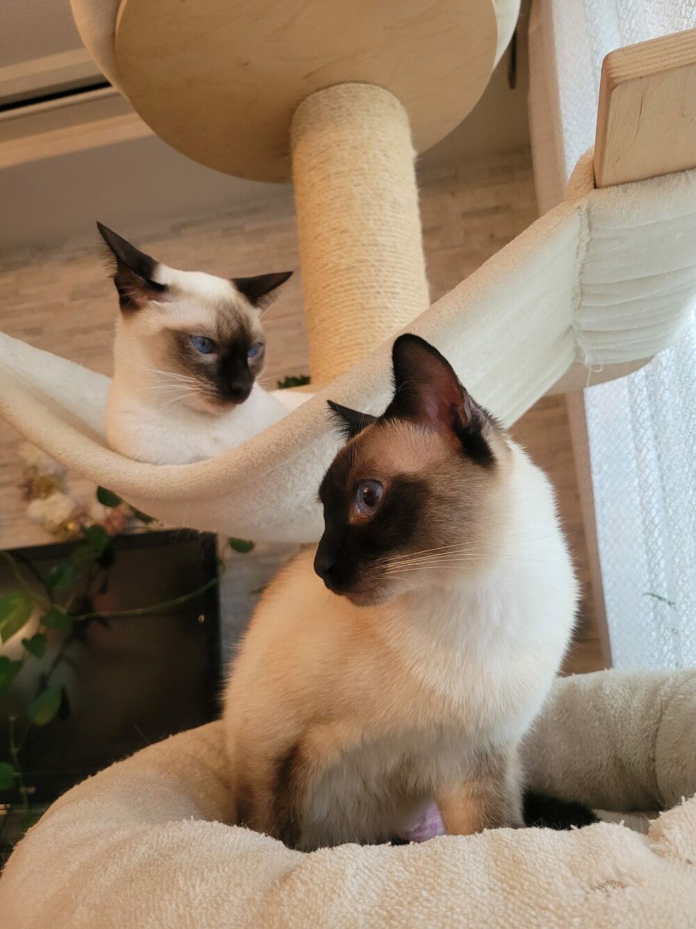 Mehr über den Artikel erfahren 🐾 Siamkatze oder Thaikatze? Eine liebevolle Entscheidungshilfe
