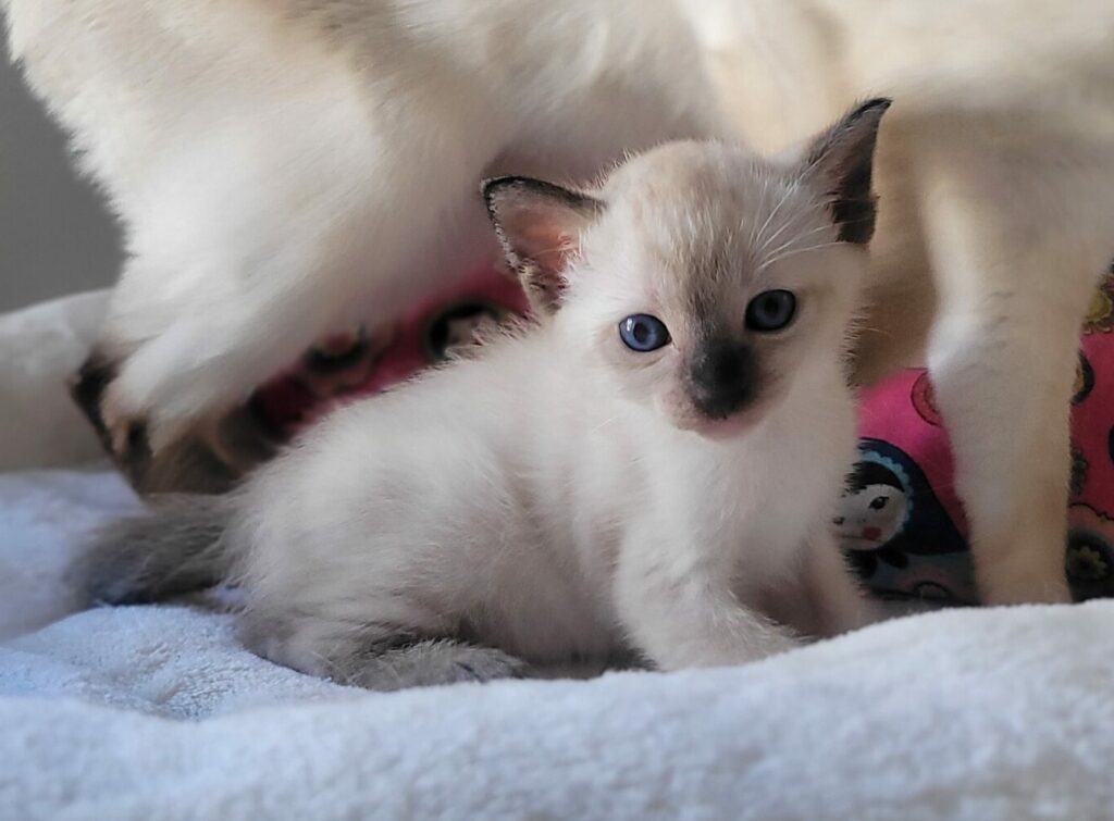 Kätzchen kaufen Thaikatze Siamkatze