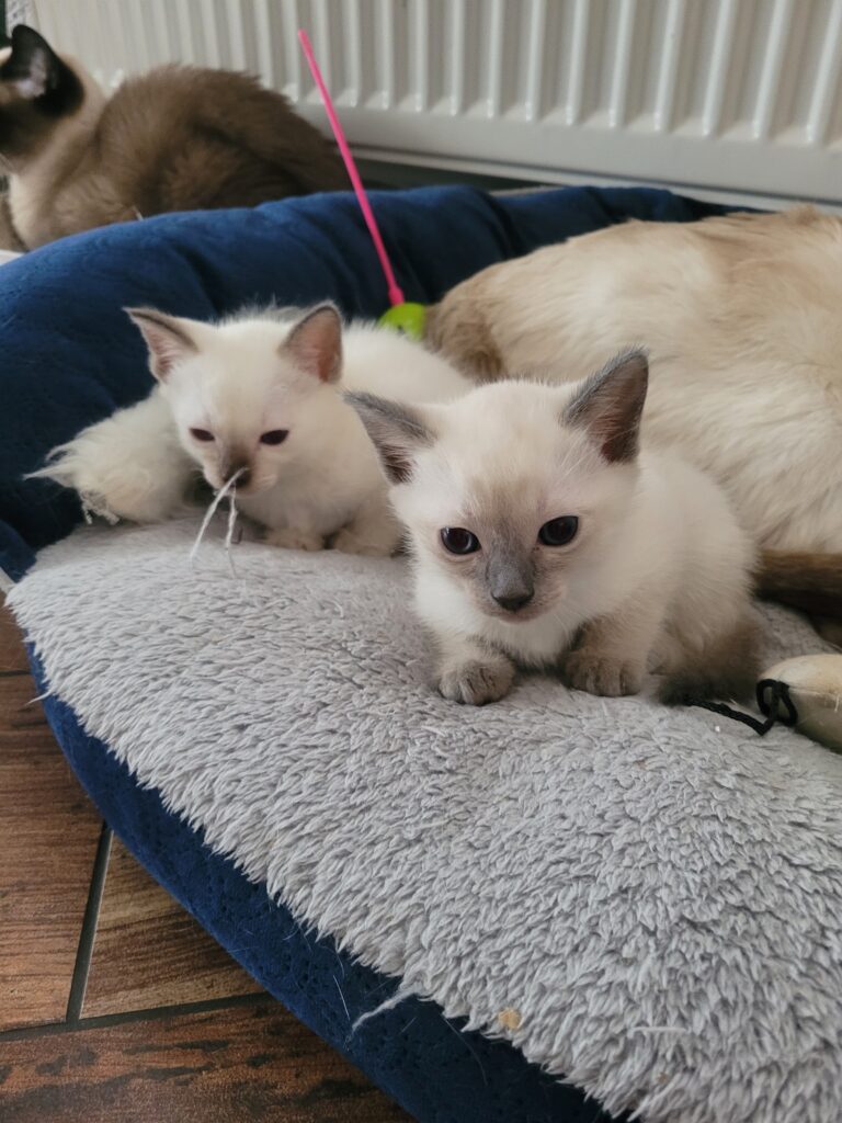 Kätzchen kaufen - Thaikatze Siamkatze