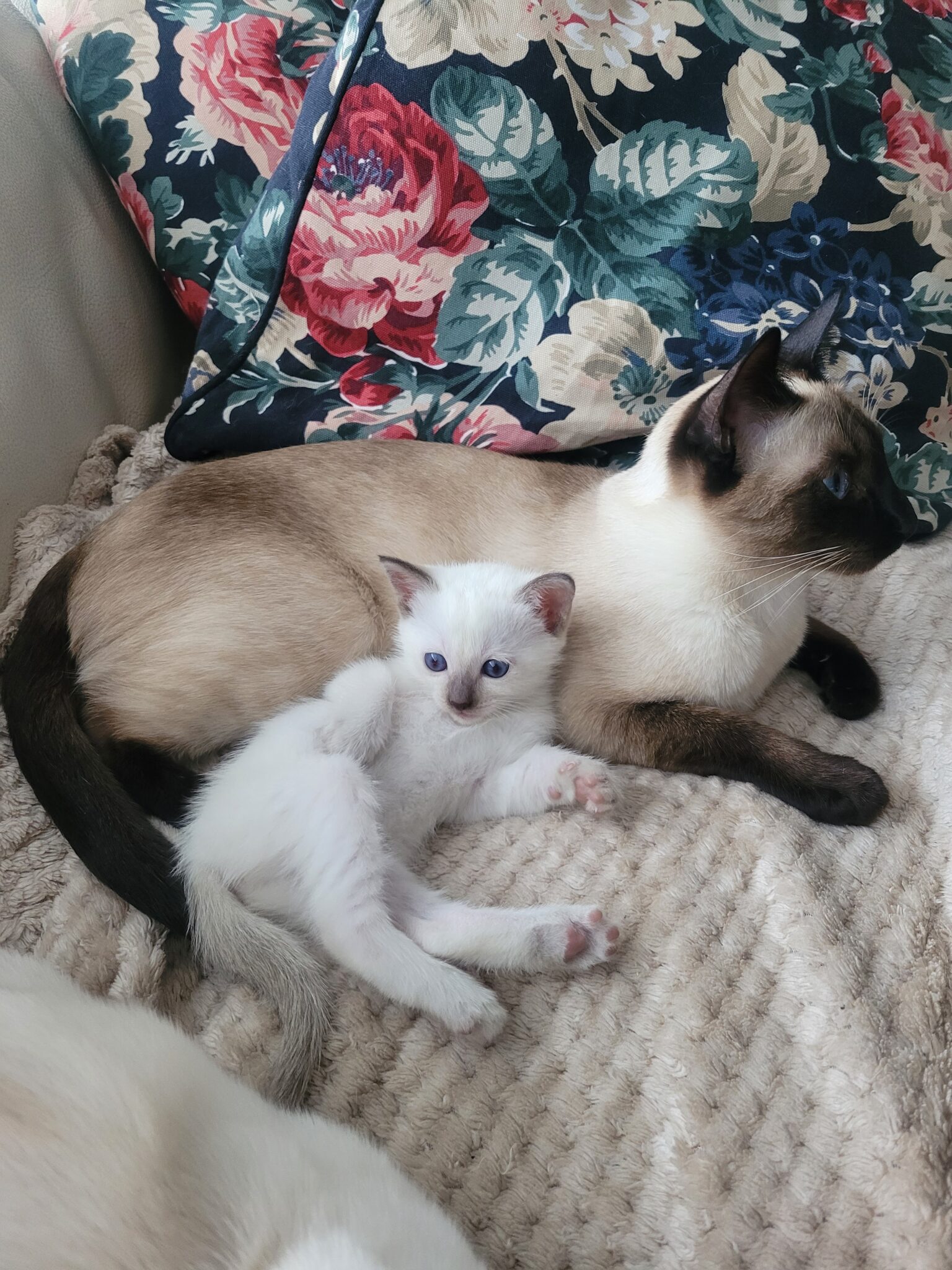 Thaikatze mit Kätzchen aus Augsburg