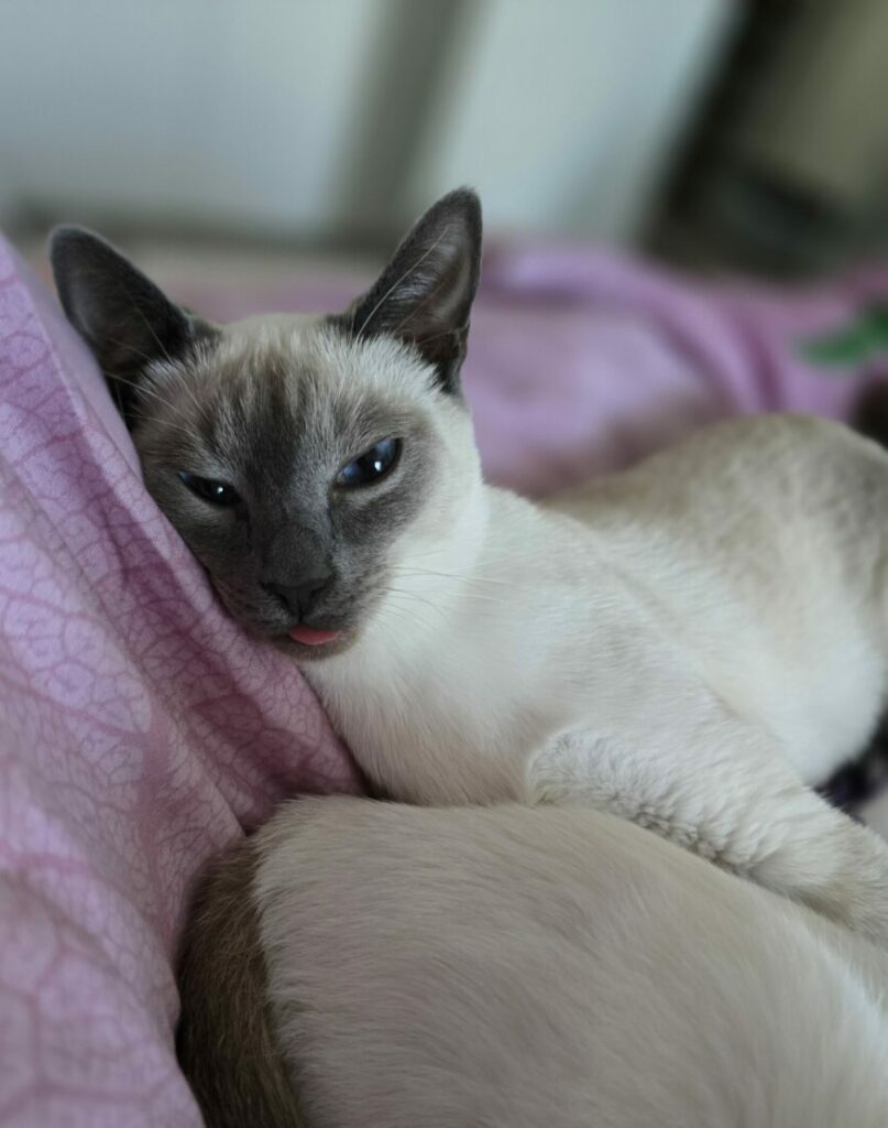 Kätzchen kaufen Thaikatze Siamkatze