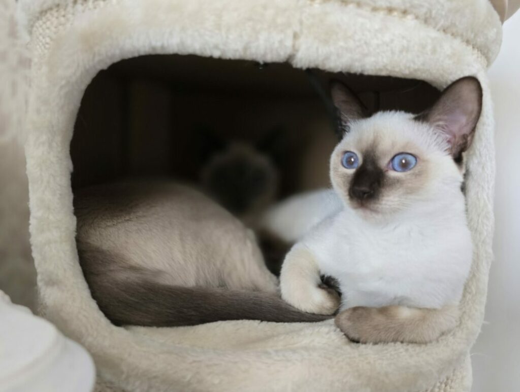 Unsere Zuchtkatze Fiona Celi in ihrem Lieblingsplatz