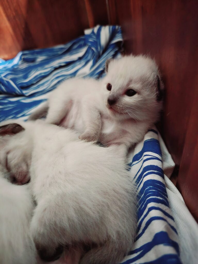 Kätzchen kaufen - Thaikatze Siamkatze