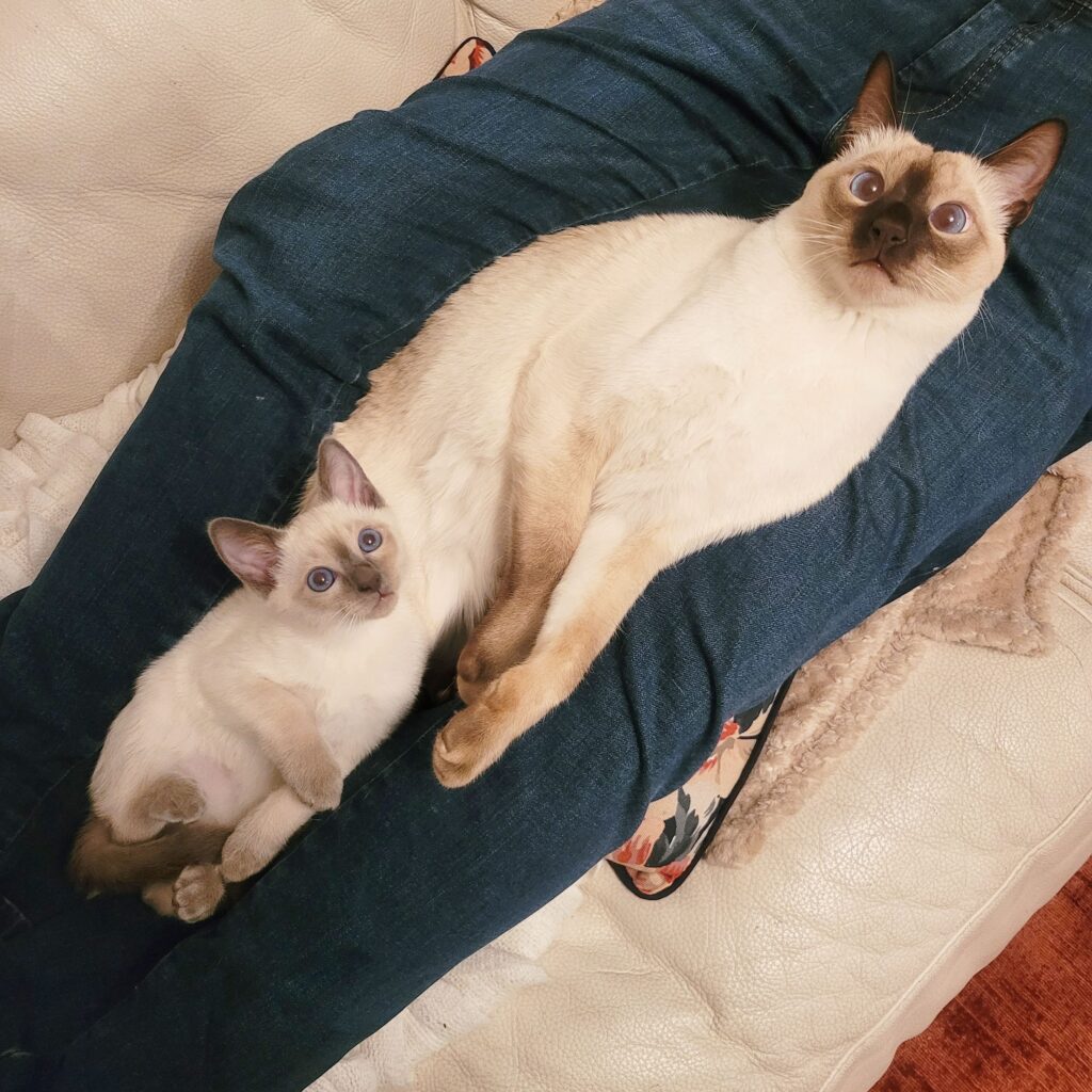 Thai Katze mit typischem muskulösen Körperbau auf einem Sofa