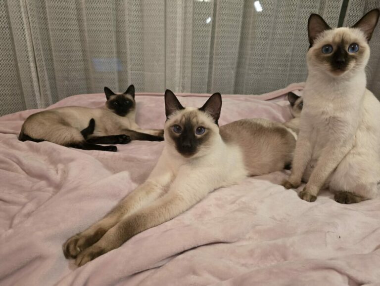 Thai Katze von Magnificent Blue als Familienkatze