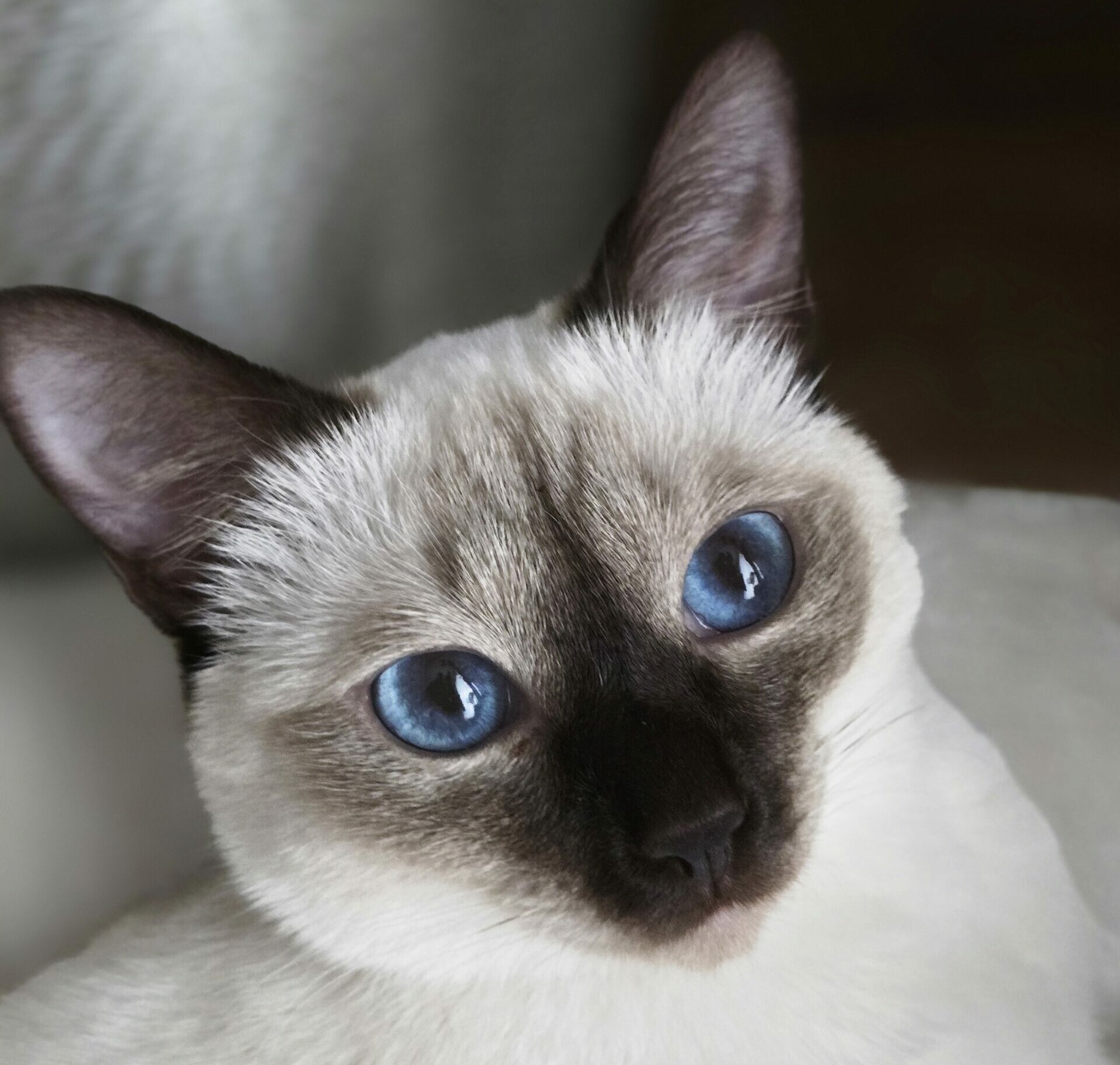 Blauäugige Thaikatze aus unserer Zucht in Augsburg