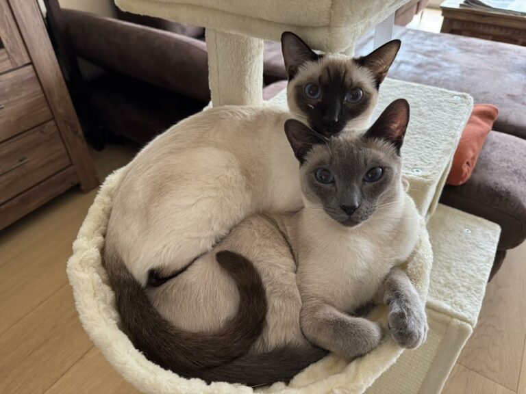 Unsere Thaikatzen in ihrem neuen Zuhause