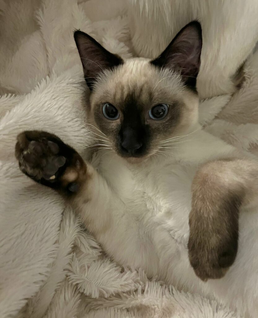 Kätzchen kaufen Thaikatze Siamkatze