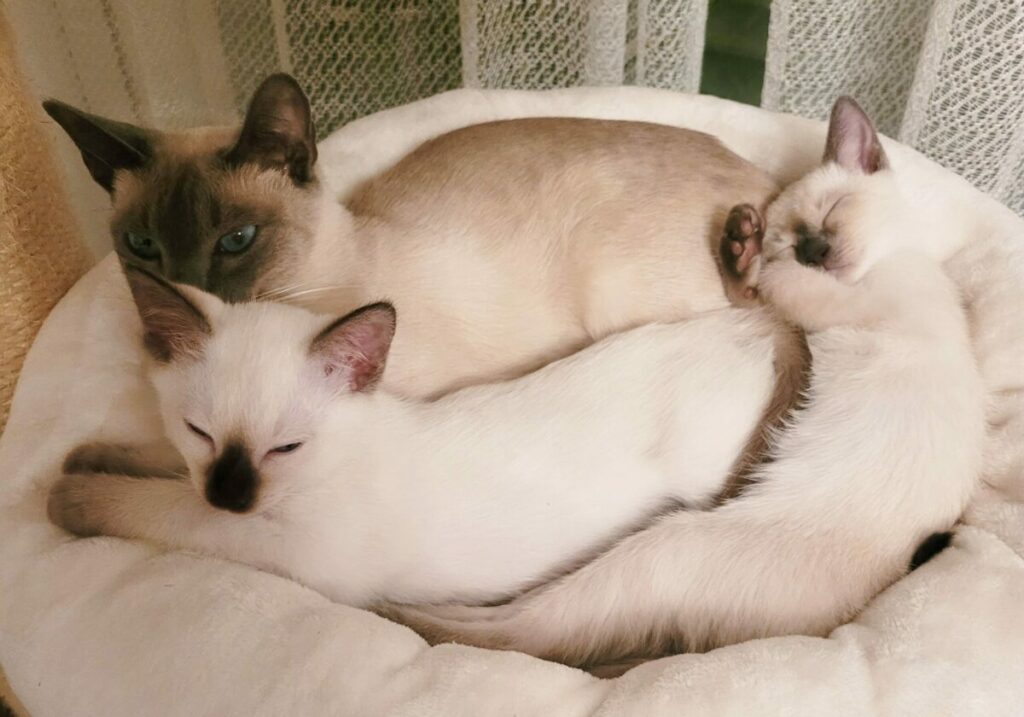 Kätzchen kaufen Thaikatze Siamkatze