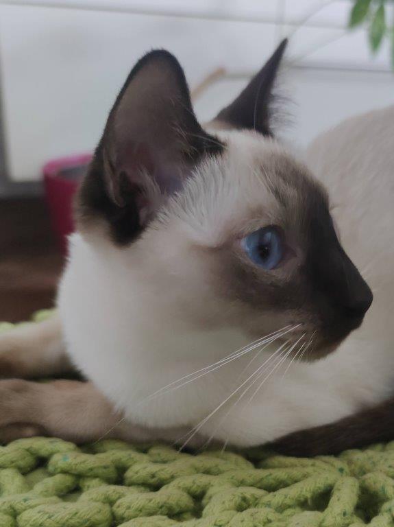 Unsere Zuchtkatze Margo in ihrem Lieblingsplatz