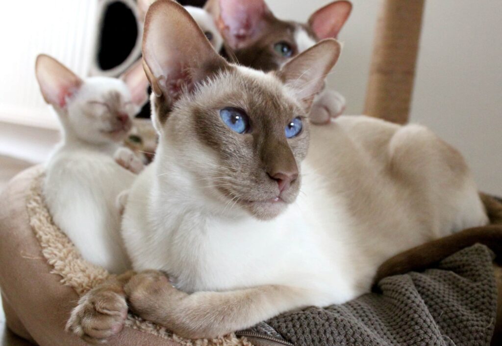 Siamkatze oder Thaikatze liebevolle Entscheidung