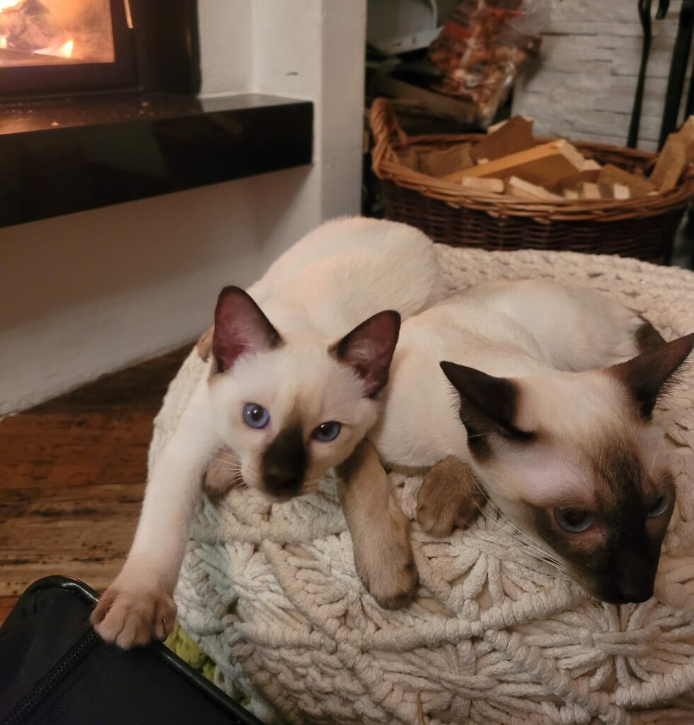 Thai Katze mit einem Kitten vor dem Kamin