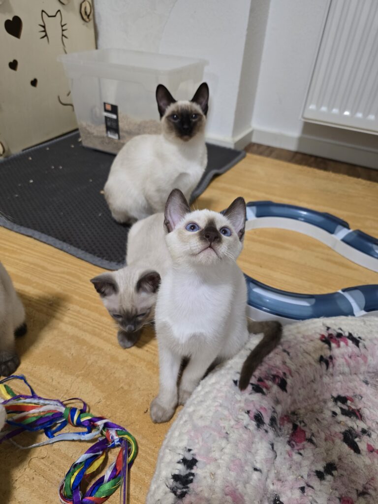 Kitten Erstausstattung - Magnificent Blue Kätzchen