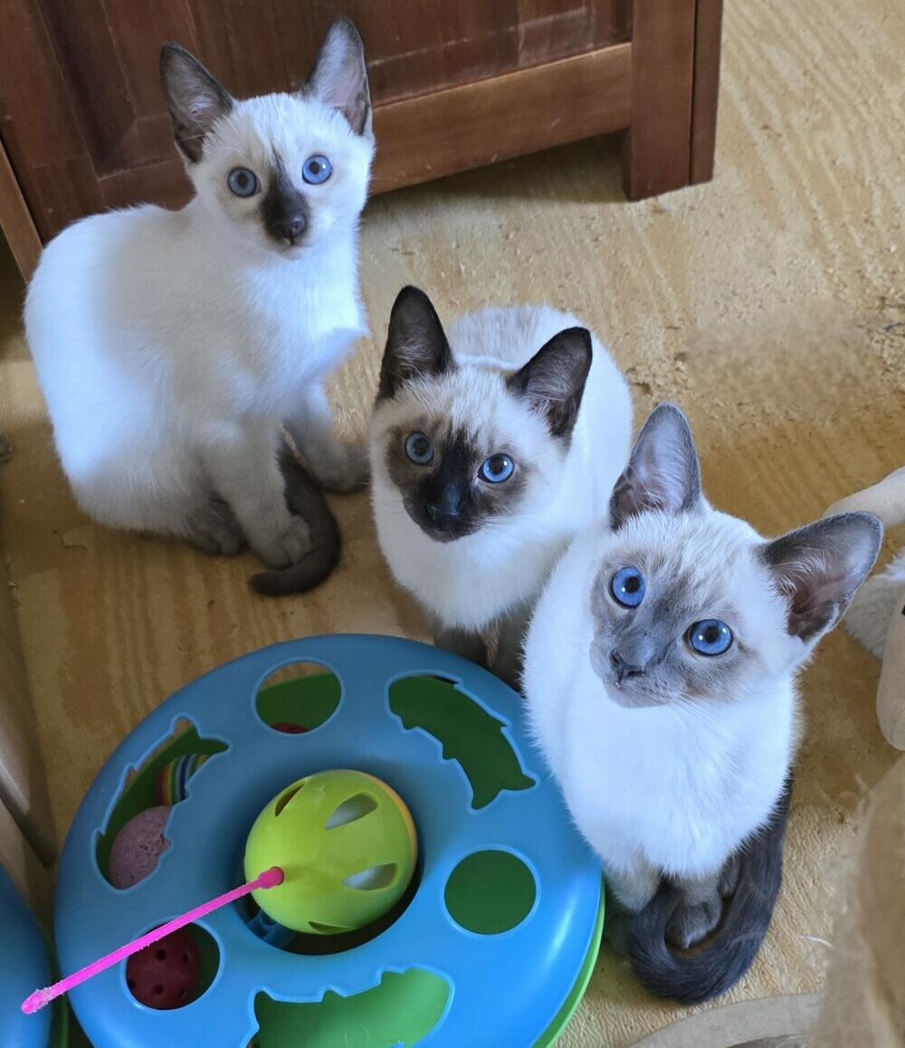 Mehr über den Artikel erfahren Erstausstattung für Dein Kitten – die komplette Checkliste