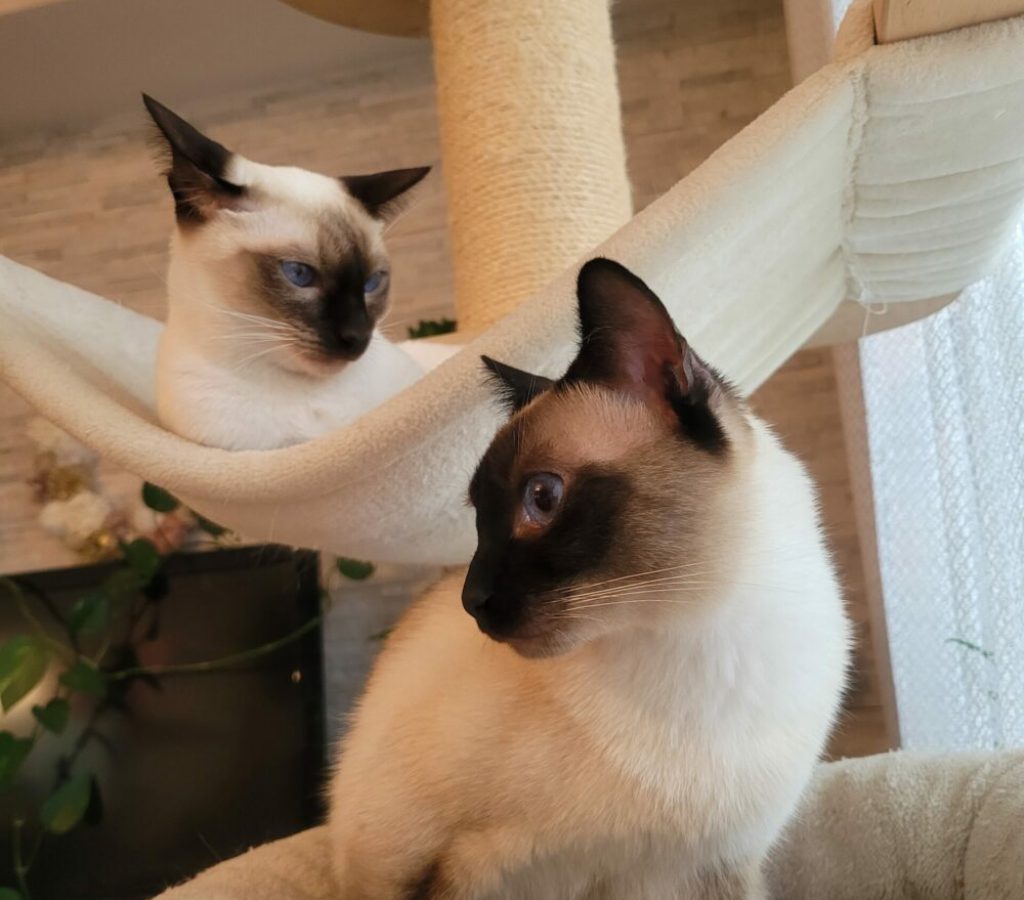 Thaikatze Siamkatze Kätzchen Zwei Katzen kuscheln auf dem Kratzbaum nach erfolgreicher Zusammenführung