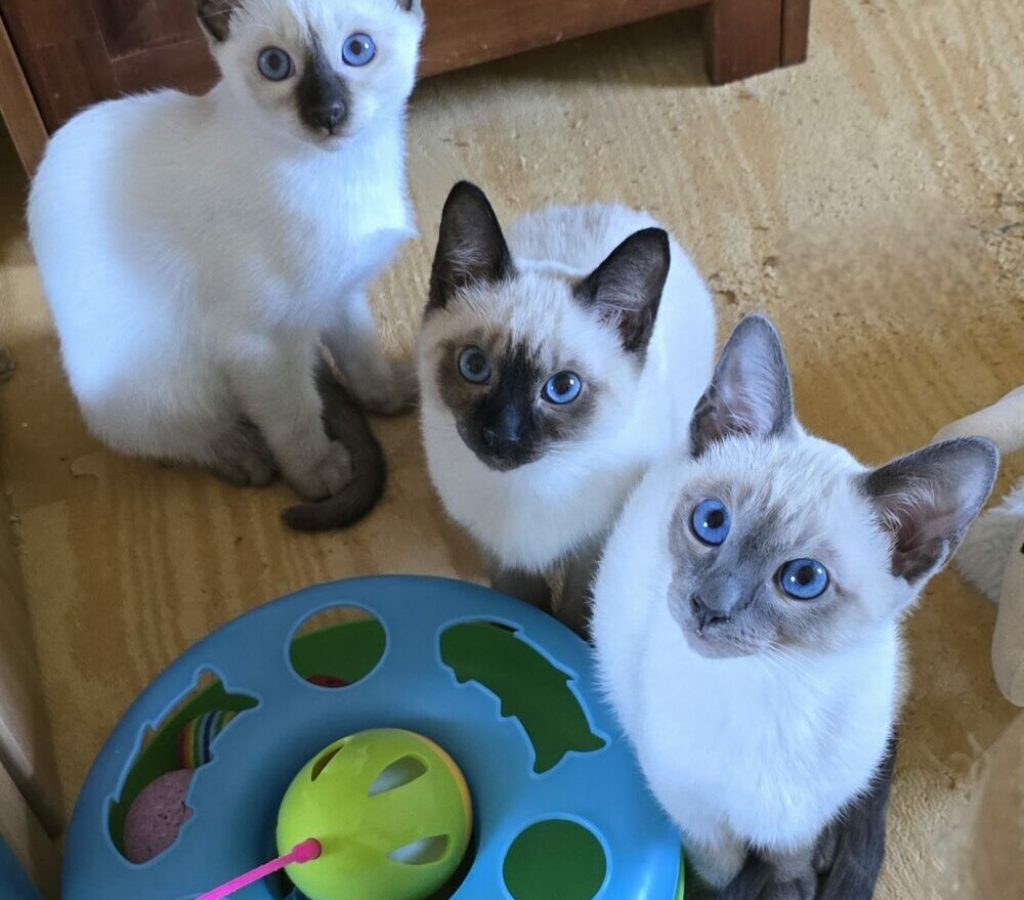 Magnificent Blue Kätzchen mit ihren Spielzeugen