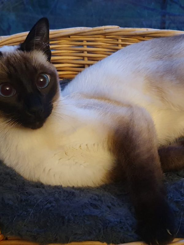 Unsere Thaikatze Bailee im ihren neuen Zuhause