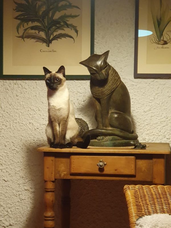 Thai Katze Thaikatze Kitten München