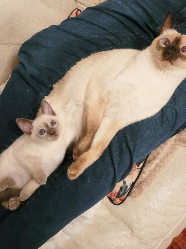Thai Katze mit typischem muskulösen Körperbau auf einem Sofa