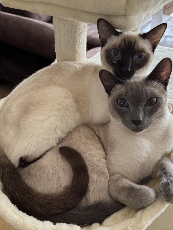 Unsere Thaikatzen in ihrem neuen Zuhause