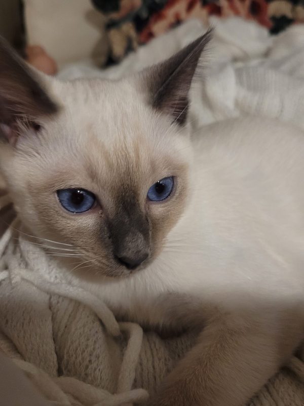 Elsa