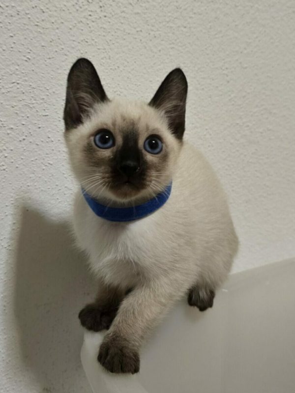 Blauäugige Thaikatze aus unserer Zucht in Augsburg