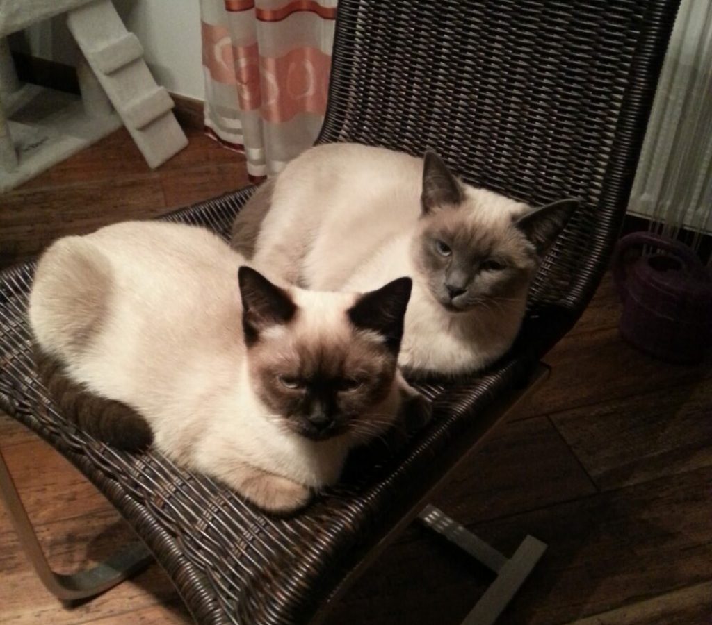 Thai Katze ist eine Familienkatze Zwei Thai Katzen von Magnificent Blue als Familienkatzen